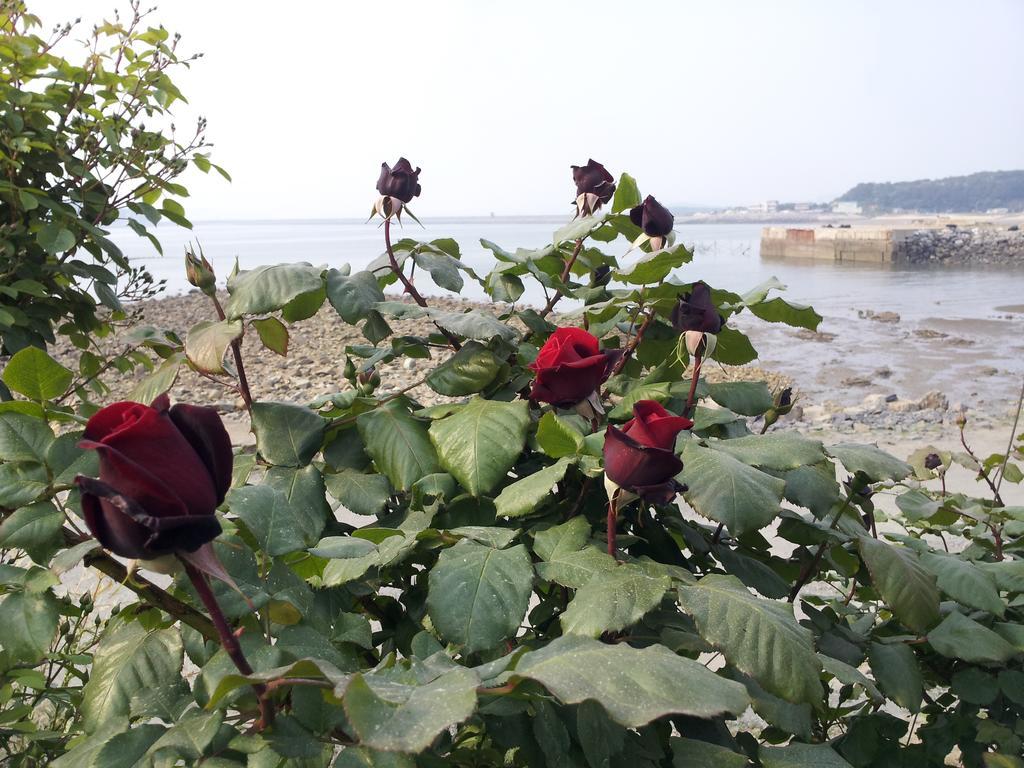Yongdu Beach Pension Boryeong Exterior foto